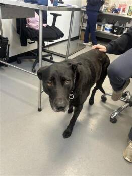 Rescue Labrador Retriever and Mixed Breed Dogs for Adoption in West Chester, Pennsylvania - Ridley FKA Love Bug | PetCurious