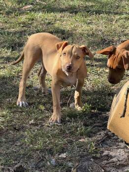 Mixed Breed Dogs Available for Adoption in Gainesville, Florida - Wilbur | PetCurious