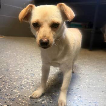 TUSC-Stray-85133 -  Chihuahua and Terrier Dog for Adoption in Tuscaloosa, Alabama - TUSC-Stray-85133 | PetCurious