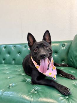 Britney Boop Irresistible Little Love Bug -  Australian Kelpie and German Shepherd Dog Dog for Adoption in Friendswood, Texas - Britney Boop Irresistible Little Love Bug | PetCurious
