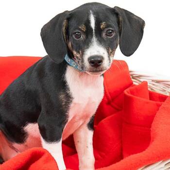 Connor Harris D11342 -  Terrier and Chihuahua Dog for Adoption - Connor Harris D11342 | PetCurious