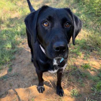 Sullie -  Black Labrador Retriever Dog for Adoption in Lebanon, Tennessee - Sullie | PetCurious