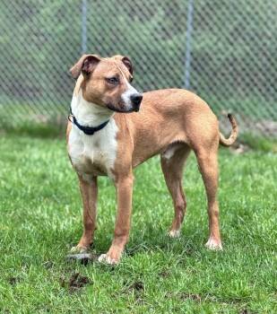 Pit Bull Terrier and Labrador Retriever Dogs Available for Adoption in Hastings, Michigan - SNOOPY | PetCurious