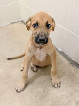 Sapphire -  Hound Dog for Adoption in Sanford, North Carolina - Sapphire | PetCurious