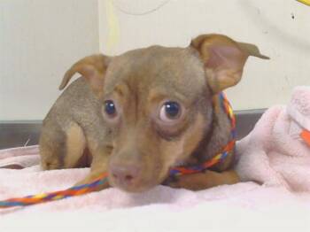 Chihuahua Dogs Available for Adoption - TRUDY | PetCurious