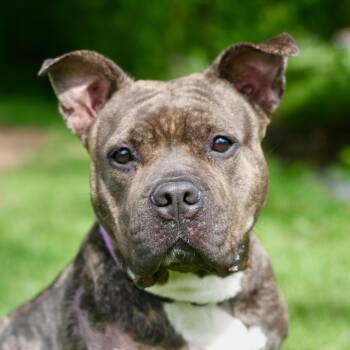 B.B. -  Mixed Breed Dog for Adoption in Allentown, Pennsylvania - B.B. | PetCurious