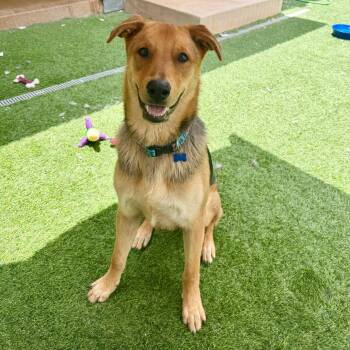 Shepherd and Mixed Breed Dogs Available for Adoption in Agoura Hills, California - Scooby | PetCurious