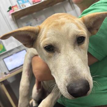 Hershel -  Mixed Breed Dog for Adoption in Corbin, Kentucky - Hershel | PetCurious