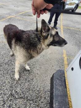 THANOS -  German Shepherd Dog Dog for Adoption in San Antonio, Texas - THANOS | PetCurious