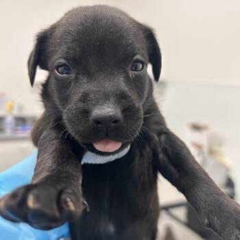 Mixed Breed Dogs Available for Adoption in Bentonville, Arkansas - Pooh-Bear | PetCurious