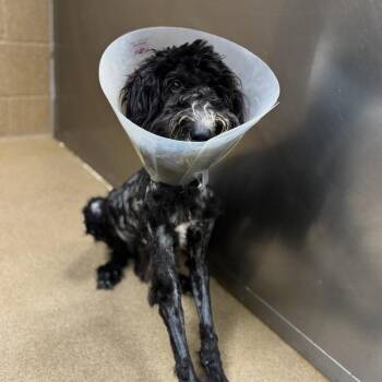 Winston -  Poodle and Mixed Breed Dog for Adoption in Corpus Christi, Texas - Winston | PetCurious