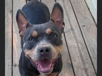 Batgirl -  Pit Bull Terrier Dog for Adoption in Sioux City, Iowa - Batgirl | PetCurious