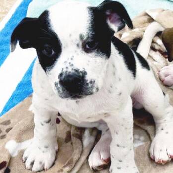 Boxer Dogs Available for Adoption - Mrs Cow | PetCurious