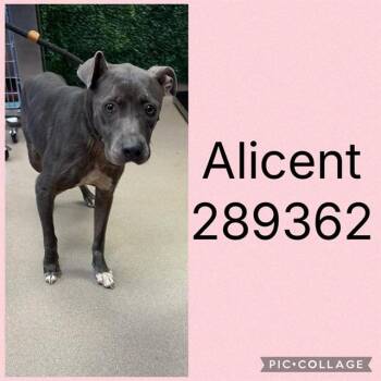 ALICENT -  Pit Bull Terrier and Mixed Breed Dog for Adoption in Macon, Georgia - ALICENT | PetCurious