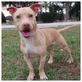 Rescue Dachshund and Bull Terrier Dogs for Adoption in Eustis, Florida - Scooby Doo | PetCurious