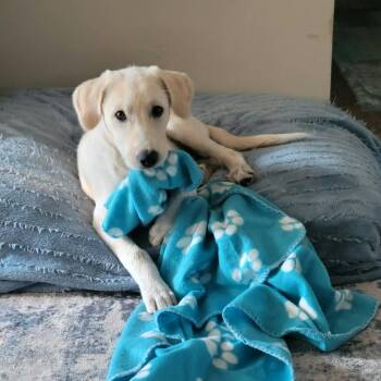 Ella Mae -  Great Pyrenees Dog for Adoption in Plainfield, Illinois - Ella Mae | PetCurious