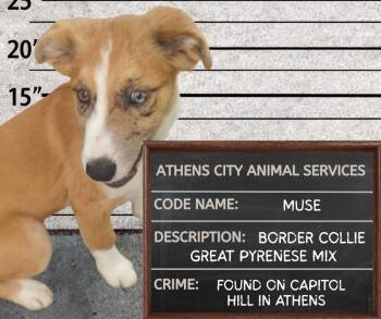 MUSE -  Great Pyrenees and Border Collie Dog for Adoption in Athens, Alabama - MUSE | PetCurious