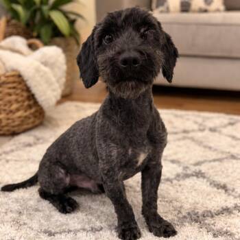 Schnauzer and Poodle Dogs Available for Adoption - Eddie | PetCurious