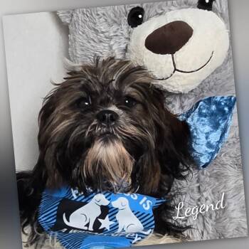 Shih Tzu Dogs Available for Adoption - Legend | PetCurious