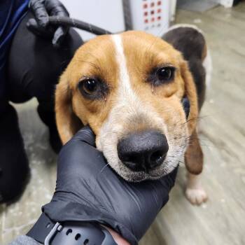 Mixed Breed Dogs Available for Adoption in Summerville, South Carolina - Bagel | PetCurious