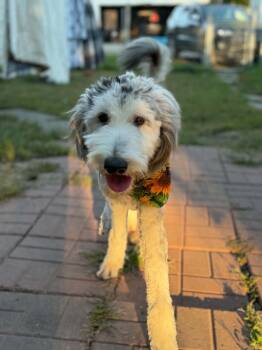 Binx -  Goldendoodle and Great Dane Dog for Adoption in Dysart, Iowa - Binx | PetCurious
