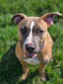 Mixed Breed Dogs Available for Adoption - KENO | PetCurious