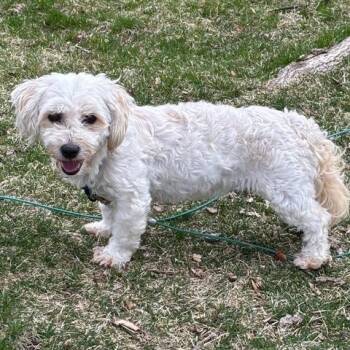 Havanese Dogs Available for Adoption in Chaska, Minnesota - Marita | PetCurious