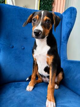Mimi Roo -  Shepherd and Labrador Retriever Dog for Adoption in Poway, California - Mimi Roo | PetCurious