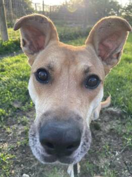 Shepherd Dogs Available for Adoption in Plain City, Ohio - Memphis | PetCurious