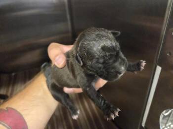 Rescue American Staffordshire Terrier and Mixed Breed Dogs for Adoption in Houston, Texas - A643090 | PetCurious