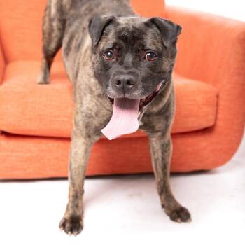 Wilbur Jones -  Pit Bull Terrier and Shar Pei Dog for Adoption in Kanab, Utah - Wilbur Jones | PetCurious