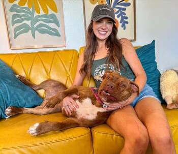 Prima Donna the Brindle Beauty Princess -  Pit Bull Terrier Dog for Adoption in Friendswood, Texas - Prima Donna The Brindle Beauty Princess | PetCurious