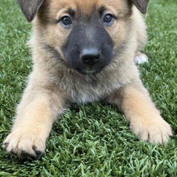 Isabel -  Shepherd and Mixed Breed Dog for Adoption in Henderson, Nevada - Isabel | PetCurious