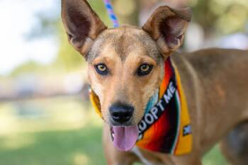 Matilda -  Terrier Dog for Adoption in Santa Rosa, California - Matilda | PetCurious