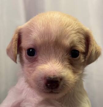 Rescue Chihuahua and Mixed Breed Dogs for Adoption in Los Angeles, California - Chicken Noodle | PetCurious