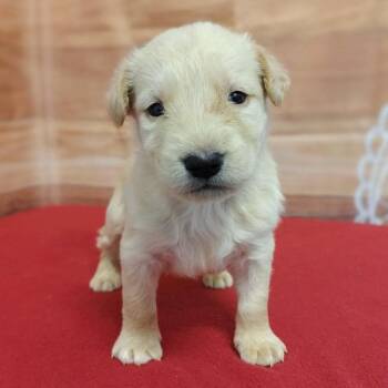 Labrador Retriever and Mixed Breed Dogs Available for Adoption in Griswold, Connecticut - Hayes | PetCurious