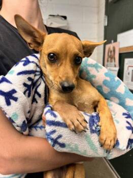 *ATLAS -  Chihuahua Dog for Adoption in Woodland, California - *ATLAS | PetCurious