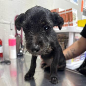 Lincoln -  Wirehaired Terrier Dog for Adoption in Clanton, Alabama - Lincoln | PetCurious