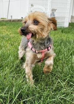 Dolly -  Yorkshire Terrier Dog for Adoption in Union Grove, Wisconsin - Dolly | PetCurious