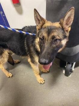 Spike - URGENT -  German Shepherd Dog Dog for Adoption in Thousand Oaks, California - Spike - URGENT | PetCurious