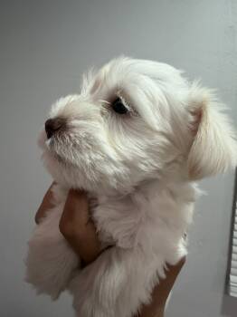 Casper -  Miniature Schnauzer Dog for Sale in Miami Gardens, Florida - Casper | PetCurious