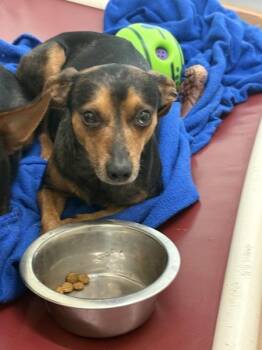 Chihuahua Dogs Available for Adoption in Kennewick, Washington - Rusty Ryan | PetCurious