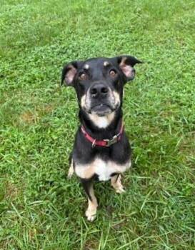 Sally -  Labrador Retriever Dog for Adoption in Mocksville, North Carolina - Sally | PetCurious