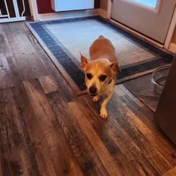 Cooper -  Cardigan Welsh Corgi and Terrier Dog for Adoption in Shelby, North Carolina - Cooper | PetCurious