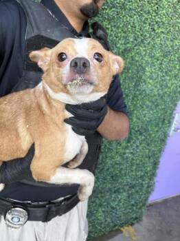 Chihuahua and Mixed Breed Dogs Available for Adoption - Princess | PetCurious