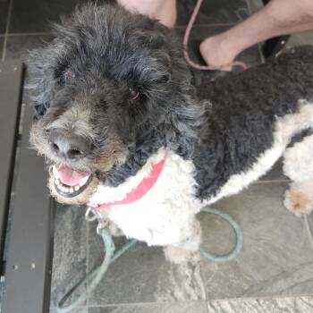 Miniature Poodle and Dalmatian Dogs Available for Adoption in Clearwater, Florida - Brad Pitt | PetCurious