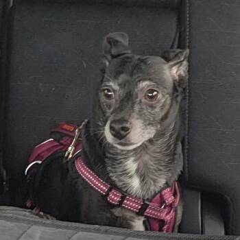 Chihuahua Dogs Available for Adoption - TILLIE MAE | PetCurious