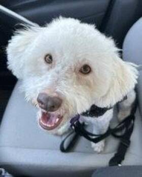 Maggie -  Poodle Dog for Adoption in Corona, California - Maggie | PetCurious