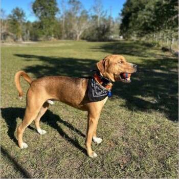 Otis -  Treeing Walker Coonhound Dog for Adoption in Eustis, Florida - Otis | PetCurious