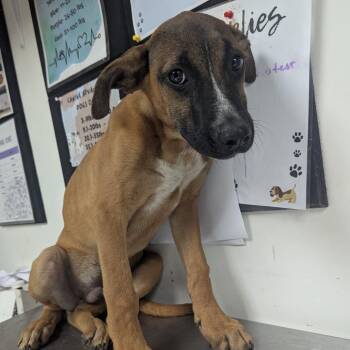Baller -  Terrier Dog for Adoption in Birmingham, Alabama - Baller | PetCurious